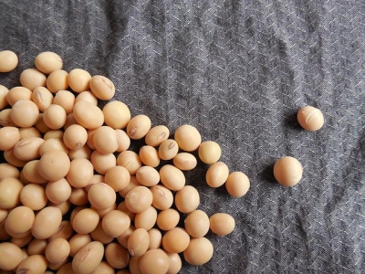 soybeans-182295__480[1].jpg