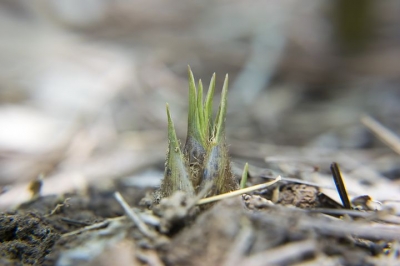 bamboo-shoots-2379725__480[1].jpg