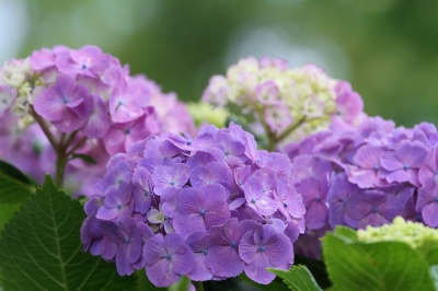 hydrangea-5315477__480[1].jpg