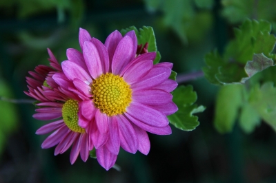 chrysanthemum-3924089_1280[1].jpg