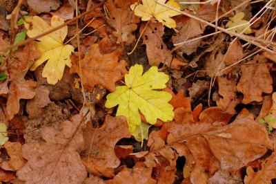 autumn-foliage-2910312__480[1].jpg