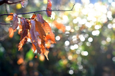 dead-leaves-3011985__480[1].jpg