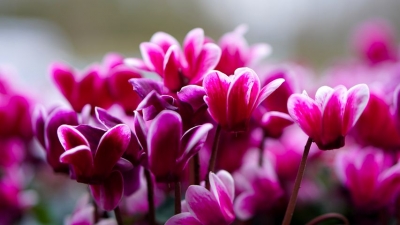 cyclamen-4860174__480[1].jpg