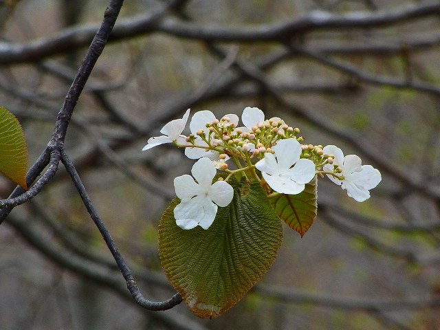 rR0010045.jpg