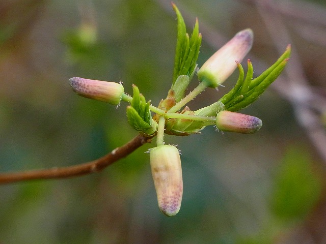 rR0010051.jpg