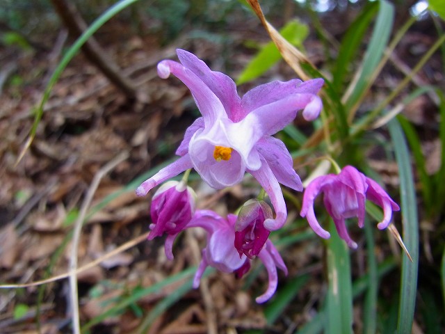 rR0010169.jpg