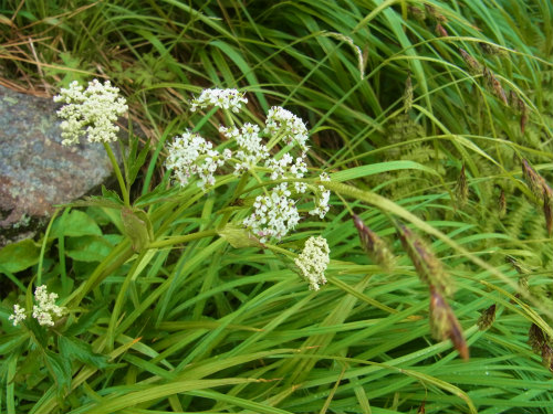 RIMG0509.jpg