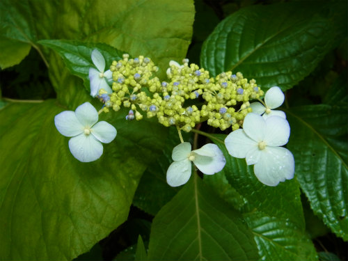 RIMG0654.jpg