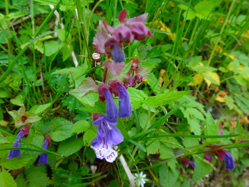 DSC07090.jpg