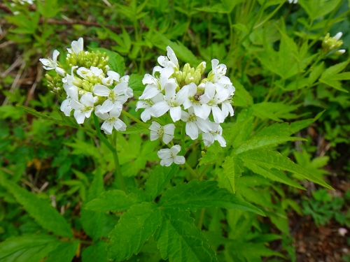 DSC07091.jpg