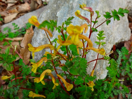 DSC07098.jpg