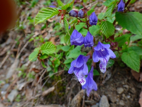 DSC07104.jpg