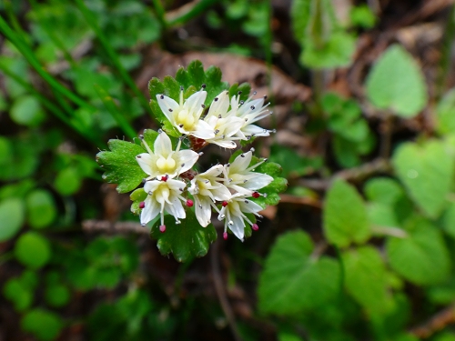DSC07131.jpg