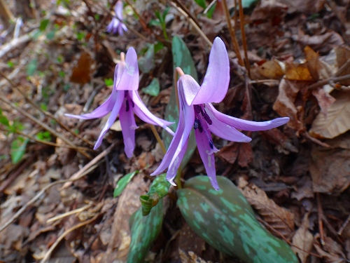 DSC07136.jpg