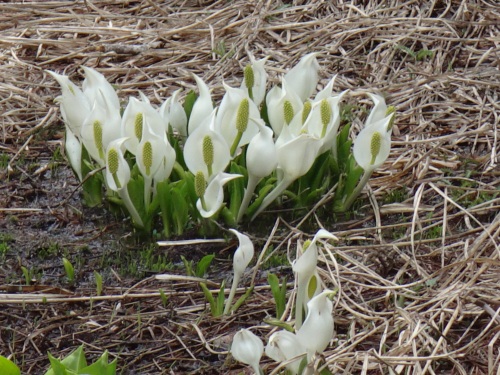 DSC07211.jpg