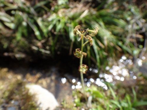 DSC07217.jpg