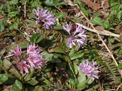 DSC07236.jpg