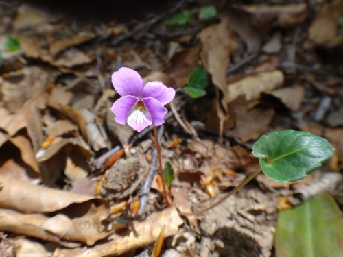 DSC07244.jpg