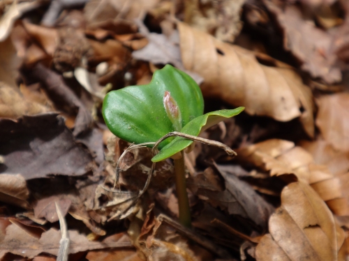 DSC07255.jpg