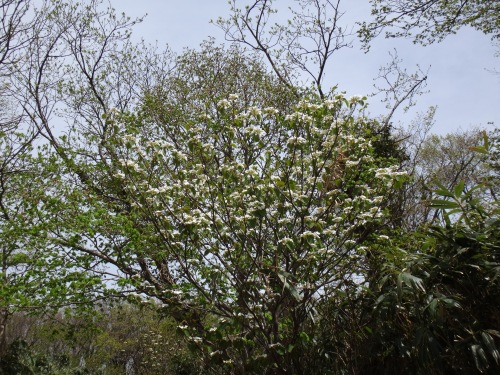 DSC07274.jpg