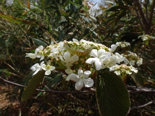 DSC07276.jpg