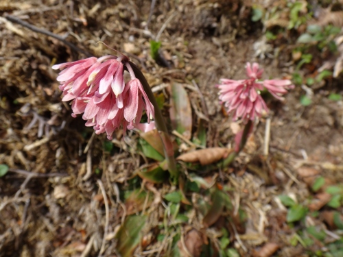DSC07291.jpg