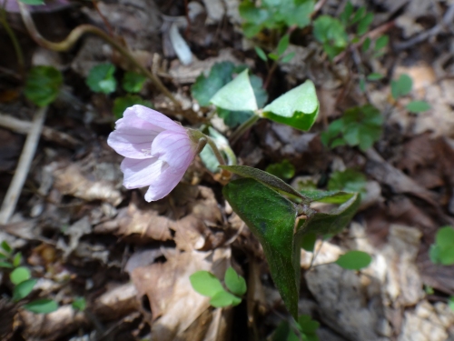 DSC07352.jpg