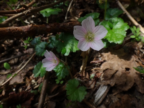 DSC07355.jpg