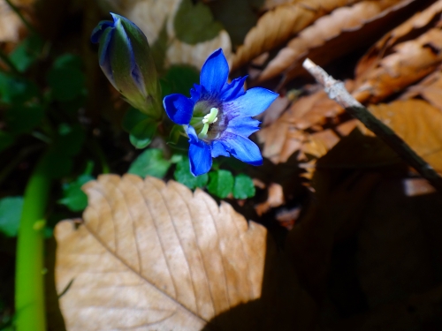 DSC07698.jpg