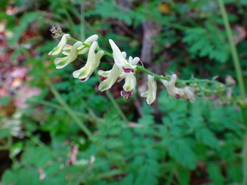 DSC07779.jpg