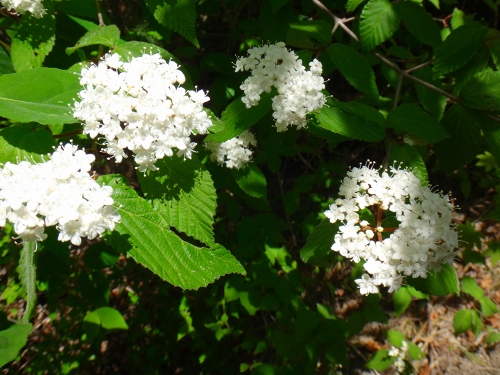 DSC07959.jpg