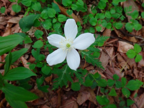 DSC07990.jpg
