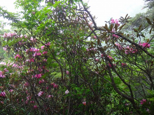 DSC09438.jpg