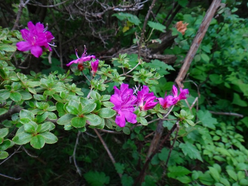 DSC01783.jpg