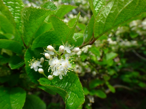 DSC09551.jpg
