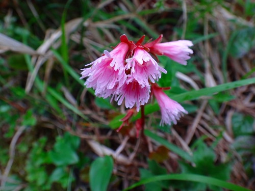 DSC09565.jpg