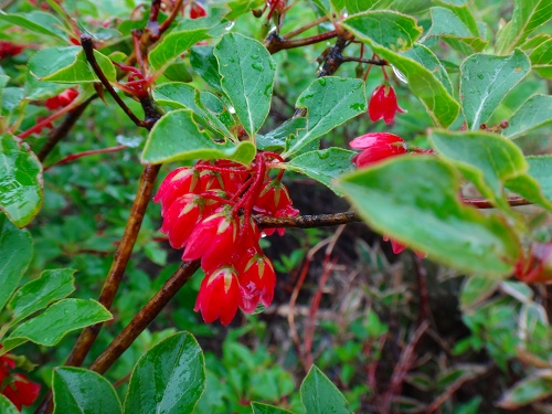 DSC09731.jpg