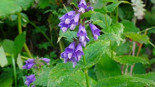 DSC03775.jpg