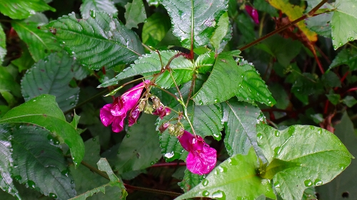 DSC03943.jpg