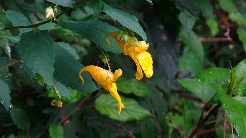 DSC03944.jpg