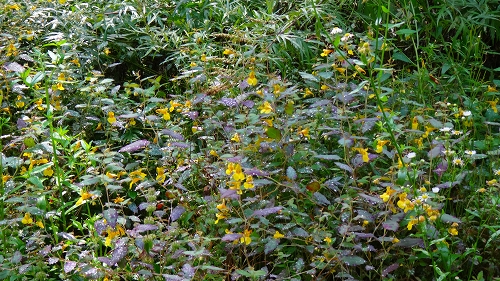 DSC04000.jpg
