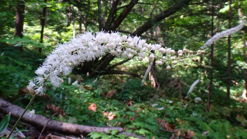 DSC04037.jpg