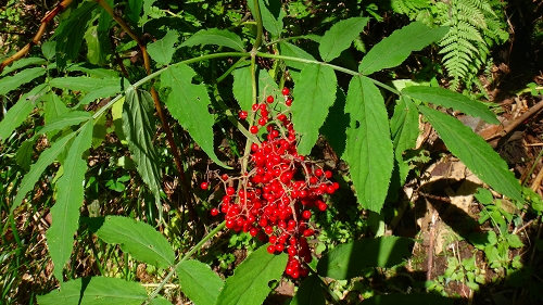 DSC04049.jpg
