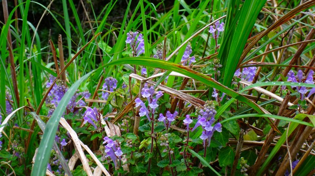 DSC07216.jpg