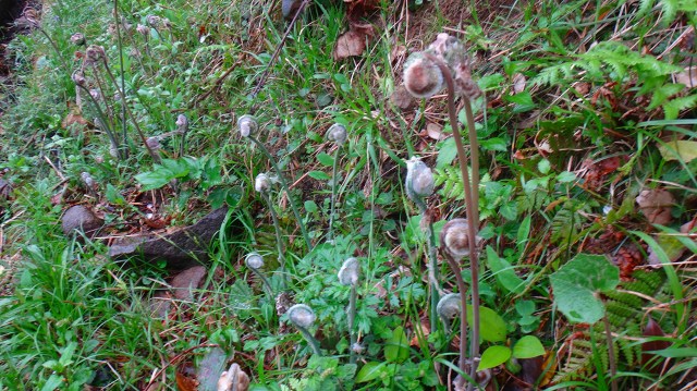 DSC07227.jpg