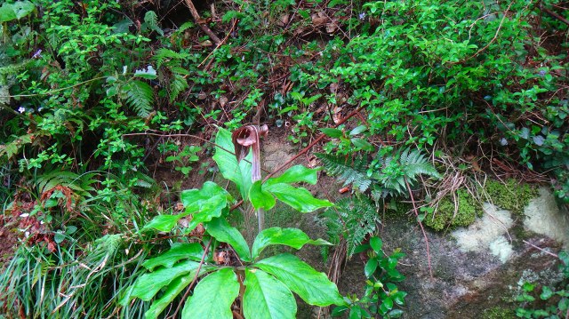 DSC07234.jpg