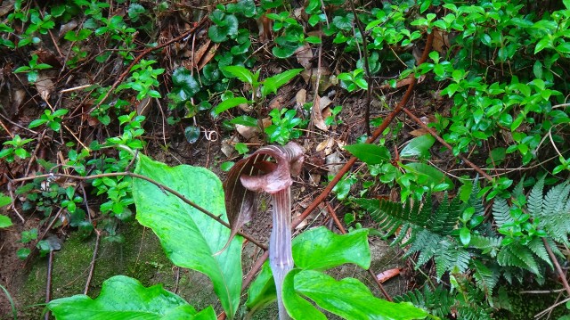 DSC07235.jpg