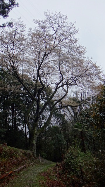 DSC07306.jpg