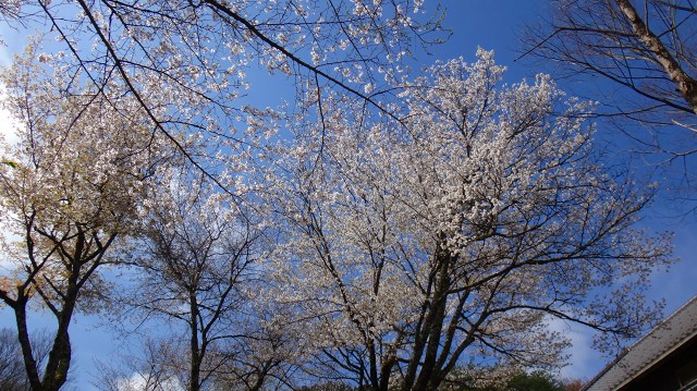 DSC07370.jpg
