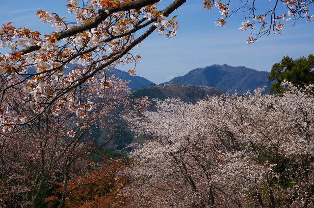 DSC04915.jpg